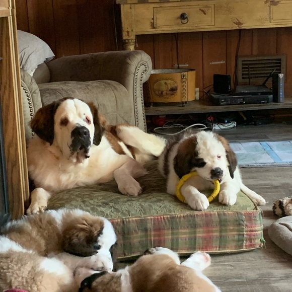 COPY - Pet hair remover!!! Wow does it work. Don’t use on dog. It doesn’t work … - Picture 10 of 11